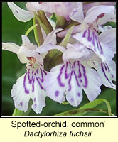 Spotted-orchid, common, Dactylorhiza fuchsii