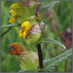 Yellow-rattle, Rhinanthus minor