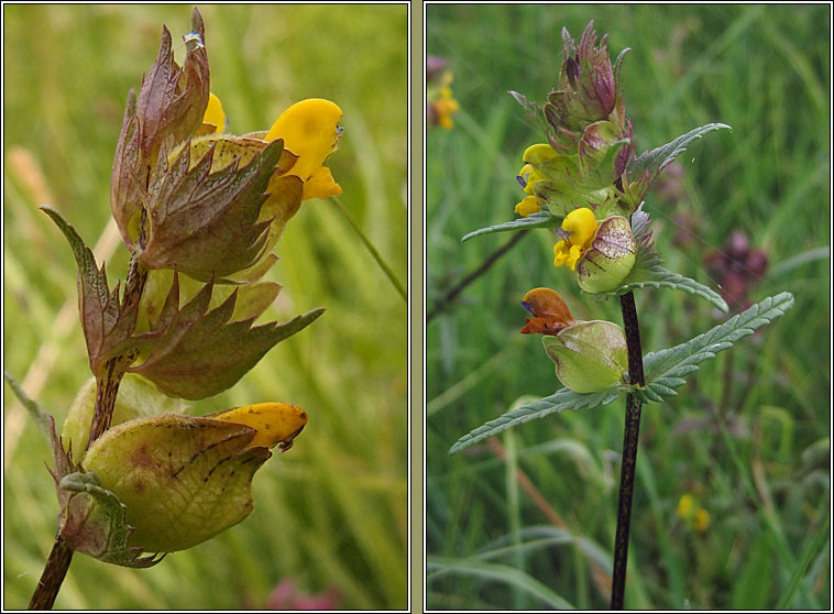 Yellow-rattle, Rhinanthus minor