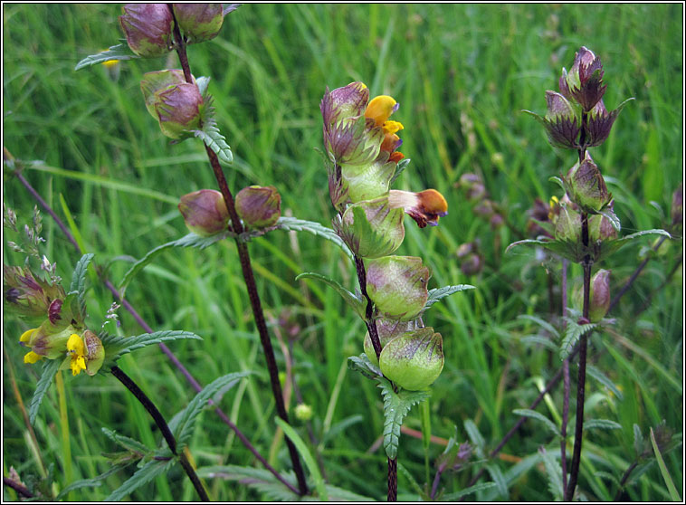 Yellow-rattle, Rhinanthus minor