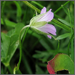 Long-stalked Crane's-bill, Geranium columbinum