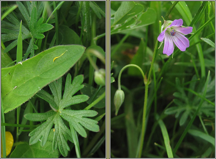 Long-stalked Crane's-bill, Geranium columbinum