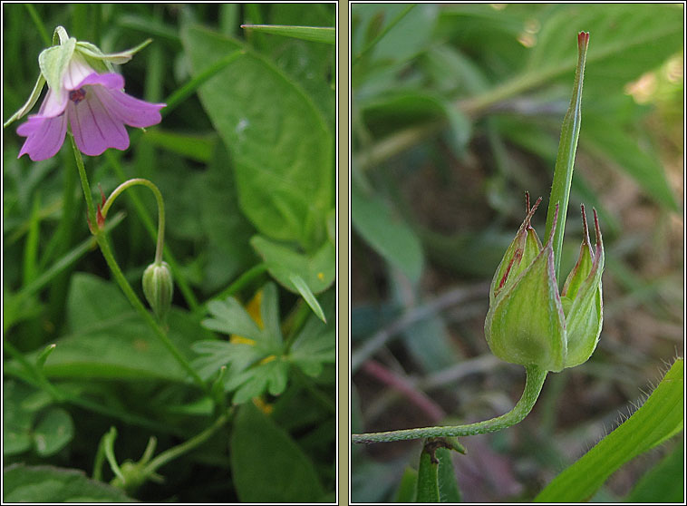 Long-stalked Crane's-bill, Geranium columbinum