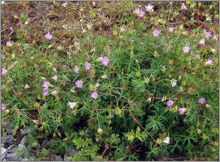 Long-stalked Crane's-bill, Geranium columbinum