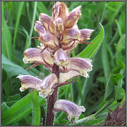 Common Broomrape, Orobanche minor