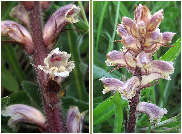 Common Broomrape, Orobanche minor