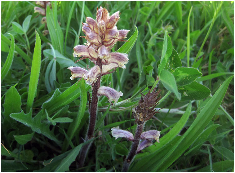 Common Broomrape, Orobanche minor