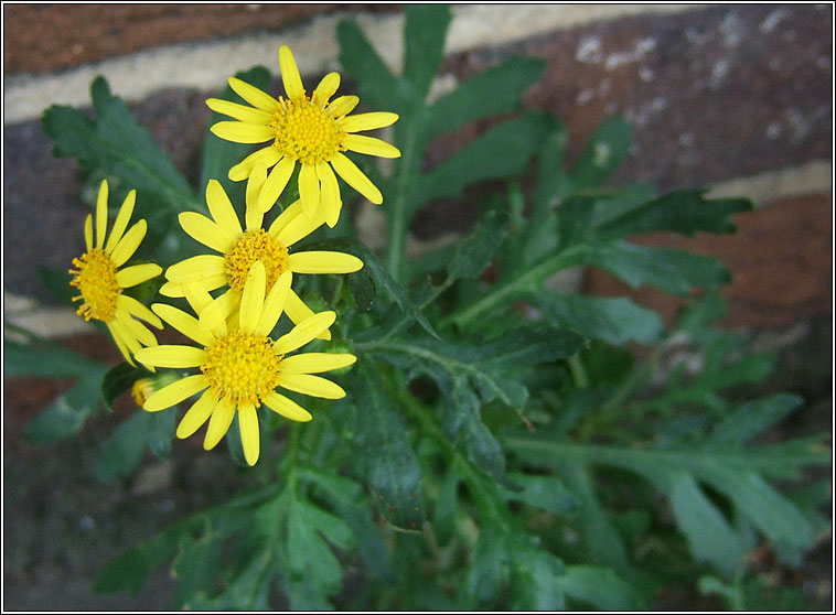 Oxford Ragwort, Senecio squalidus