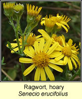 Ragwort, Hoary, Senecio erucifolius