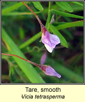 Tare, smooth, Vicia tetrasperma