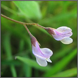 Smooth Tare, Vicia tetrasperma