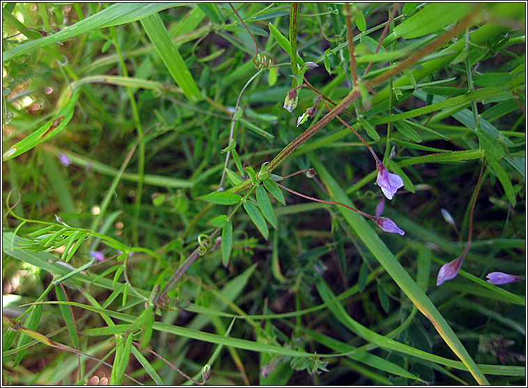 Smooth Tare, Vicia tetrasperma