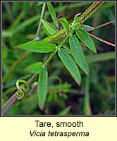 Tare, smooth, Vicia tetrasperma