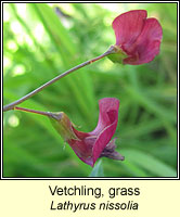 Vetchling, grass, Lathyrus nissolia