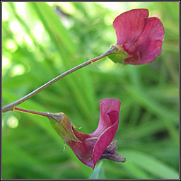 Grass Vetchling, Lathyrus nissolia