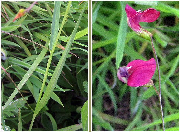 Grass Vetchling, Lathyrus nissolia