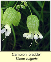 Campion, bladder, Silene vulgaris