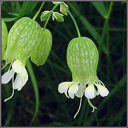 Bladder Campion, Silene vulgaris