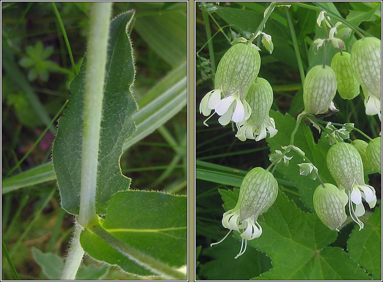 Bladder Campion, Silene vulgaris