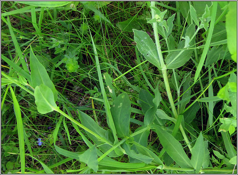 Bladder Campion, Silene vulgaris