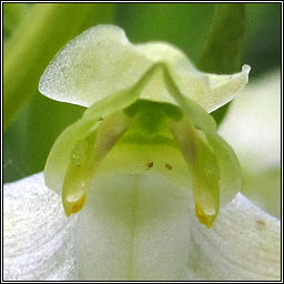 Greater Butterfly-orchid, Platanthera chlorantha