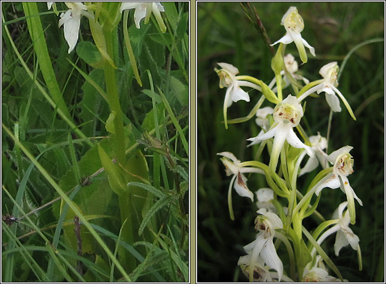 Greater Butterfly-orchid, Platanthera chlorantha