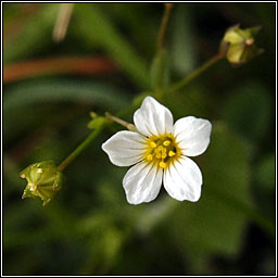 Fairy Flax, Linum catharticum