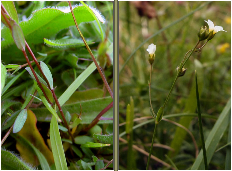 Fairy Flax, Linum catharticum