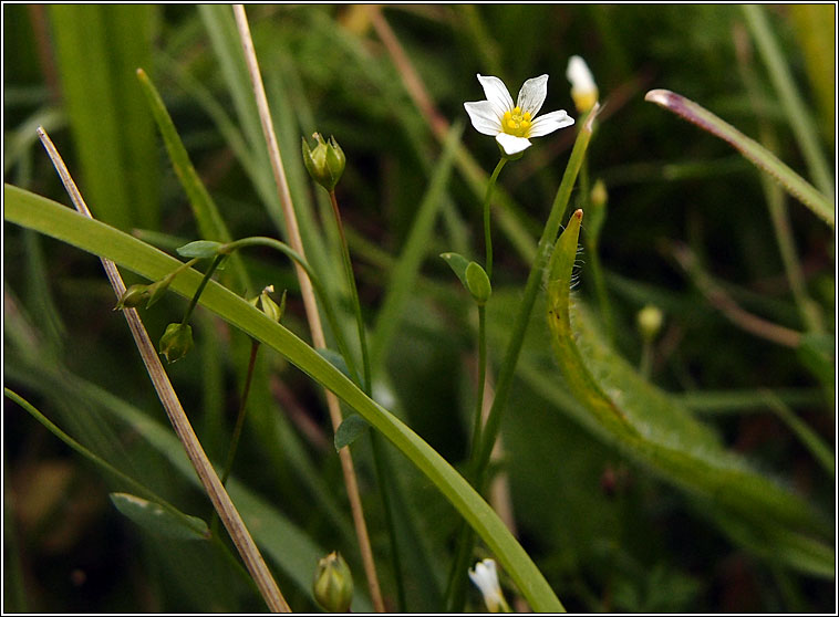 Fairy Flax, Linum catharticum