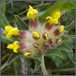 Kidney Vetch, Anthyllis vulneraria