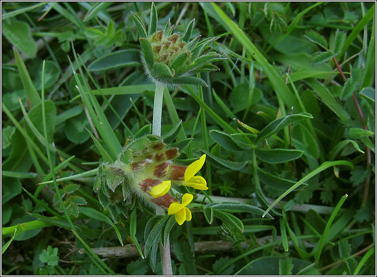 Kidney Vetch, Anthyllis vulneraria