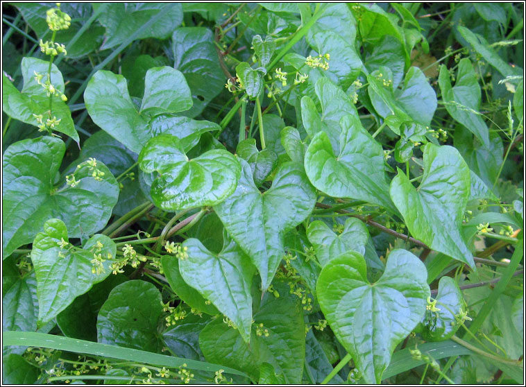 Black Bryony, Dioscorea communis