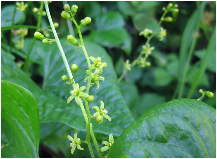 Black Bryony, Dioscorea communis