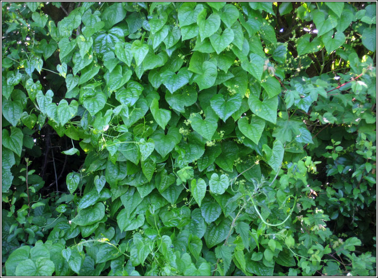 Black Bryony, Dioscorea communis