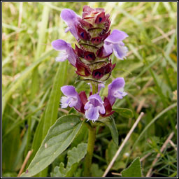 Selfheal, Prunella vulgaris