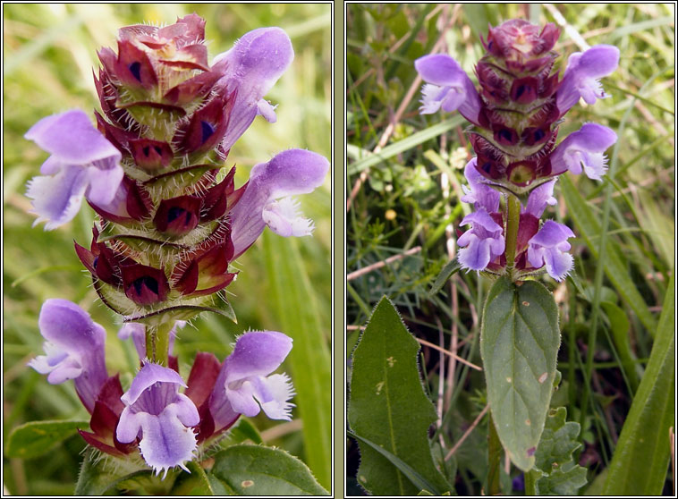 Selfheal, Prunella vulgaris