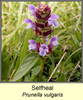 Selfheal, Prunella vulgaris