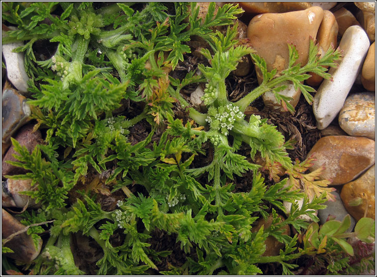 Knotted Hedge-parsley, Torilis nodosa