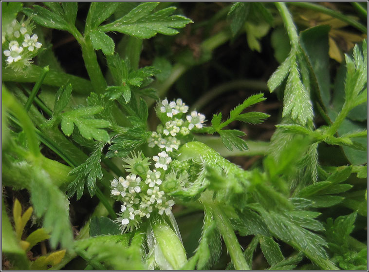 Knotted Hedge-parsley, Torilis nodosa