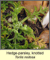 Hedge-parsley, knotted, Torilis nodosa