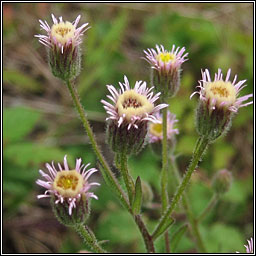 Blue Fleabane, Erigeron acris