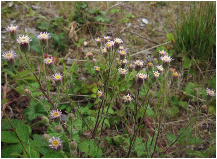 Blue Fleabane, Erigeron acris