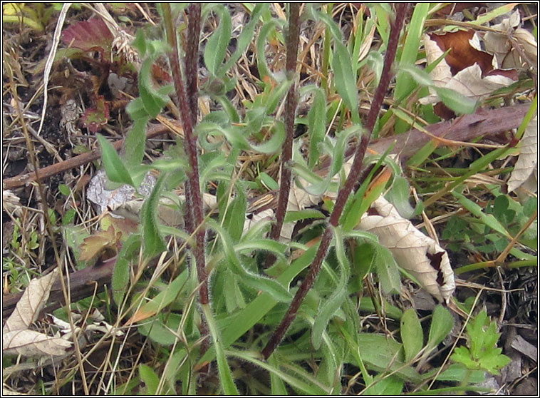 Blue Fleabane, Erigeron acris