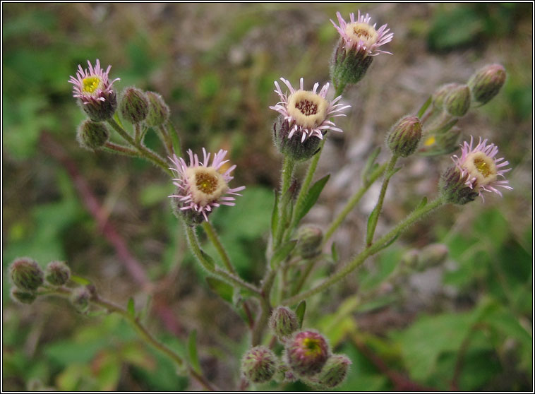 Blue Fleabane, Erigeron acris