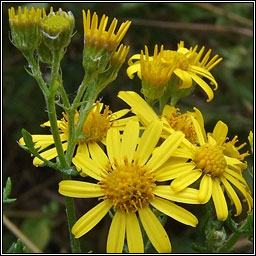 Hoary Ragwort, Senecio erucifolius