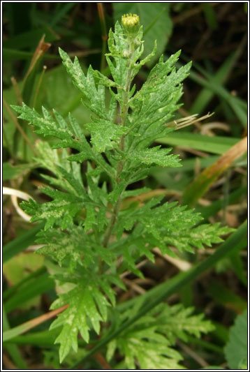 Hoary Ragwort, Senecio erucifolius