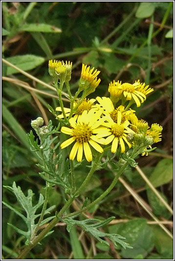 Hoary Ragwort, Senecio erucifolius