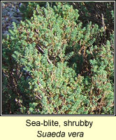 Sea-blite, Shrubby, Suaeda vera