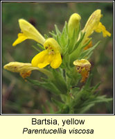 Bartsia, yellow, Parentucellia viscosa