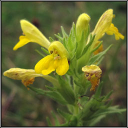 Yellow Bartsia, Parentucellia viscosa